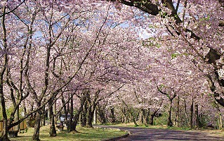 上池の桜並木